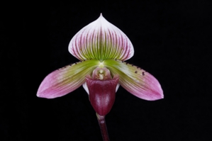 Paphiopedilum President's Lady Slipper Zone Quandrum AM/AOS 82 pts.